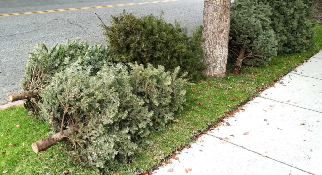 Christmas trees out on the curb after the holidays.