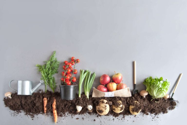 Dirt clinging to the roots of fresh vegetables, plus shovels, and a watering can.